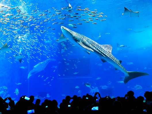 Okinawa Churaumi Aquarium